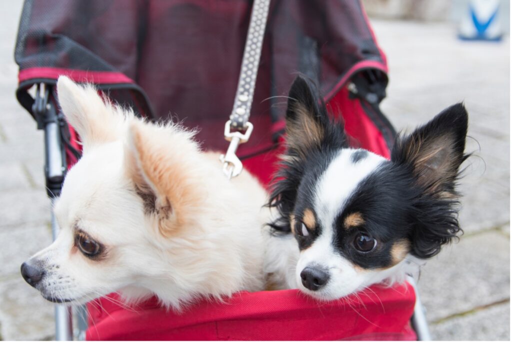 カートに入れられる犬たち