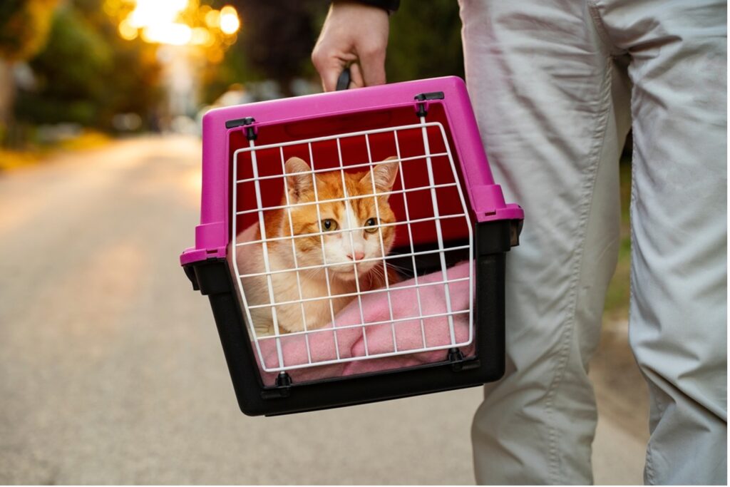 猫をケージに入れて避難する人