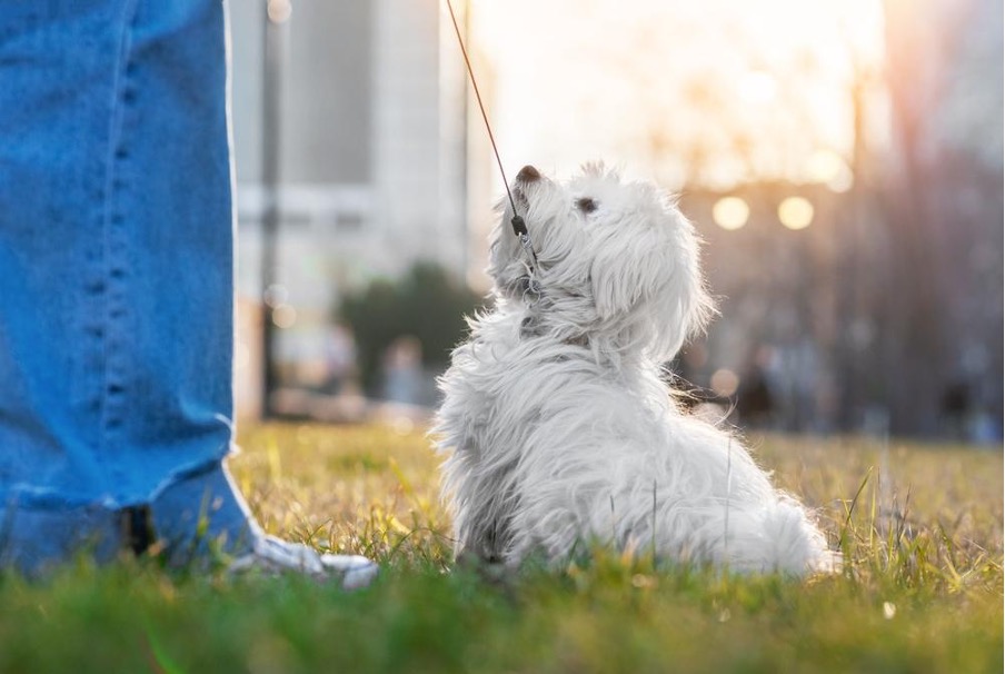 お座りをする犬