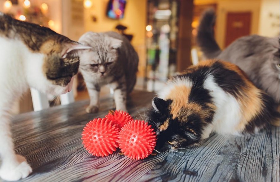 お気に入りのおもちゃと猫