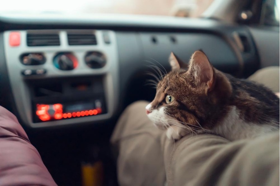 車中避難をする猫と飼い主